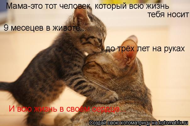 Котоматрица: Мама-это тот человек, который всю жизнь  тебя носит 9 месецев в животе... до трёх лет на руках И всю жизнь в своём сердце...