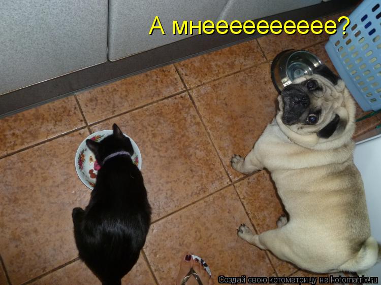 Котоматрица: А мнееееееееее?