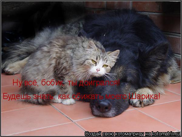 Котоматрица: Ну всё, бобик, ты доигрался! Будешь знать, как обижать моего Шарика!