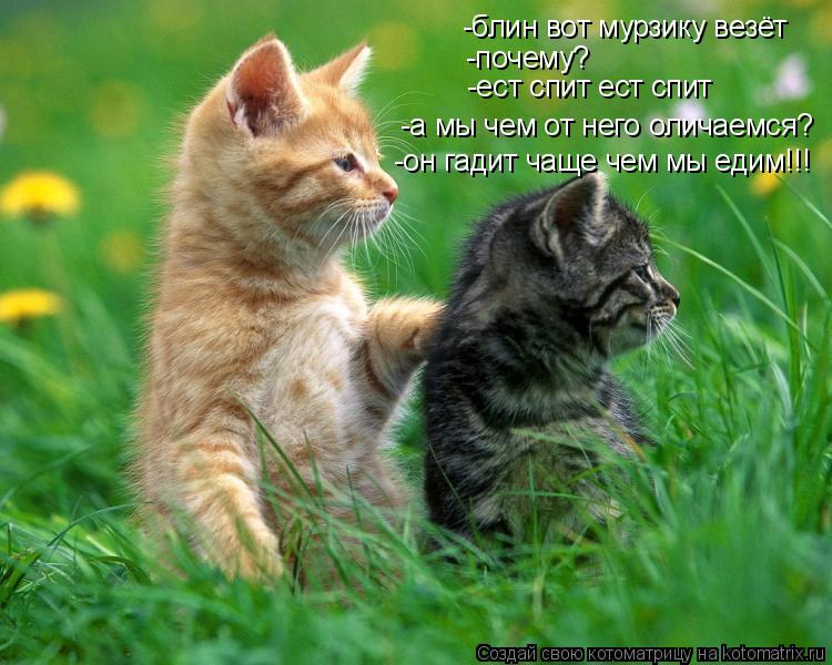 Котоматрица: -блин вот мурзику везёт -почему? -ест спит ест спит -а мы чем от него оличаемся? -он гадит чаще чем мы едим!!!