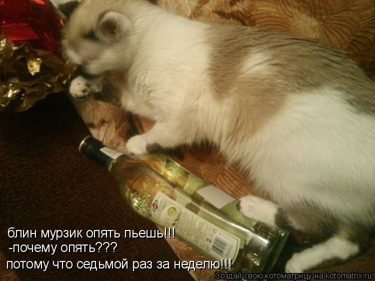 Котоматрица: блин мурзик опять пьешь!!! -почему опять??? потому что седьмой раз за неделю!!!