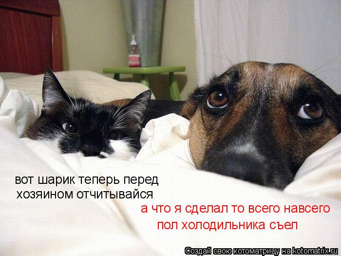 Котоматрица: вот шарик теперь перед хозяином отчитывайся а что я сделал то всего навсего пол холодильника съел
