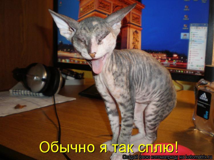 Котоматрица: Обычно я так сплю!