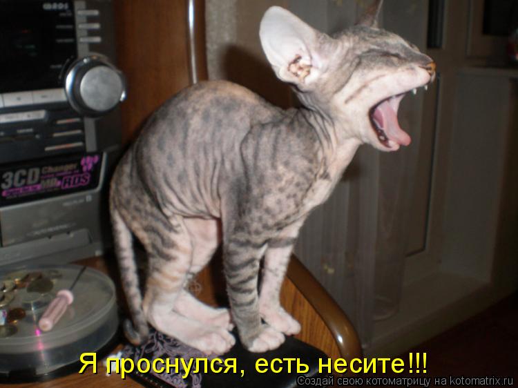 Котоматрица: Я проснулся, есть несите!!!
