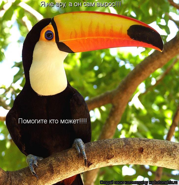 Котоматрица: Я не вру, а он сам вырос!!! Помогите кто может!!!!