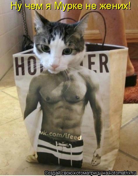 Котоматрица: Ну чем я Мурке не жених!