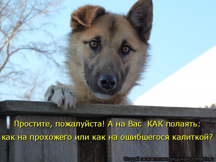 Котоматрица: Простите, пожалуйста! А на Вас  КАК полаять: как на прохожего или как на ошибшегося калиткой?