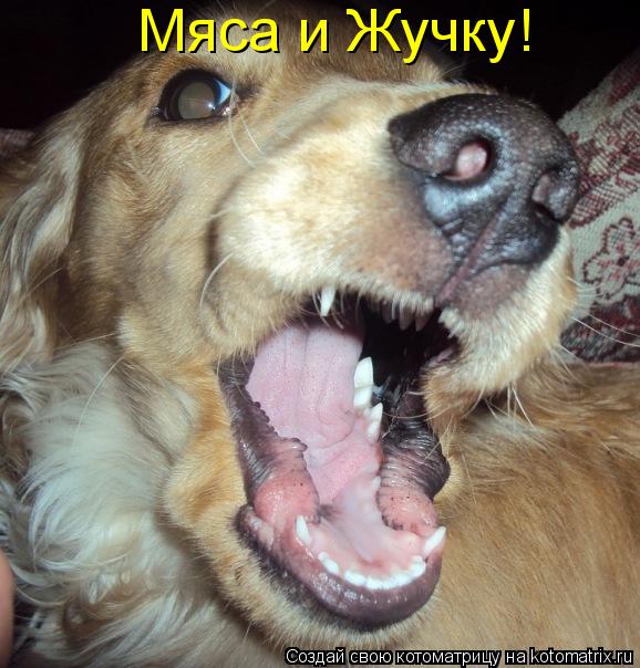 Котоматрица: Мяса и Жучку!