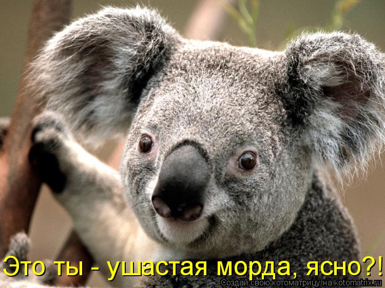 Котоматрица: Это ты - ушастая морда, ясно?!