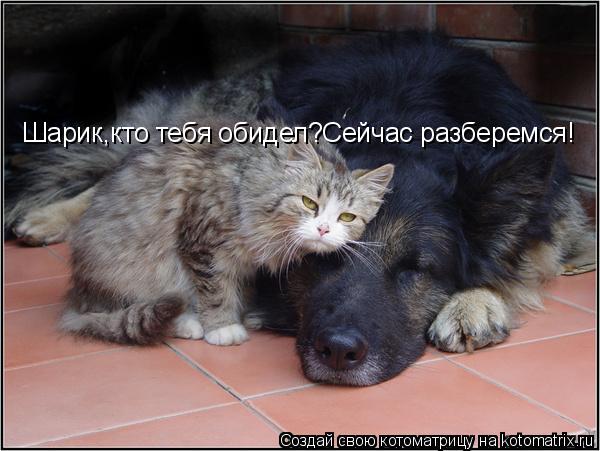 Шарик,кто тебя обидел?Сейчас разберемся!... Котоматрица: Шарик,кто тебя обидел?Сейчас разберемся!