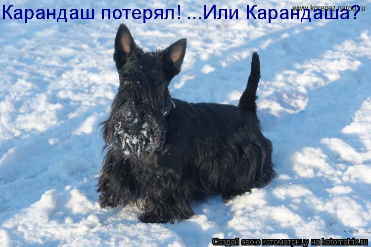 Карандаш потерял! ...Или Карандаша?... Котоматрица: Карандаш потерял! ...Или Карандаша?