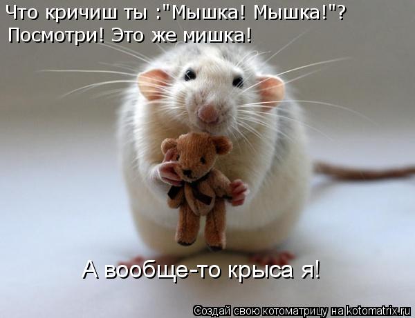 Что кричиш ты :"Мышка! Мышка!"? Посмотри! Это же мишка! А вообще-то крыса я!... Котоматрица: Что кричиш ты :"Мышка! Мышка!"? Посмотри! Это же мишка! А вообще-то крыса я!