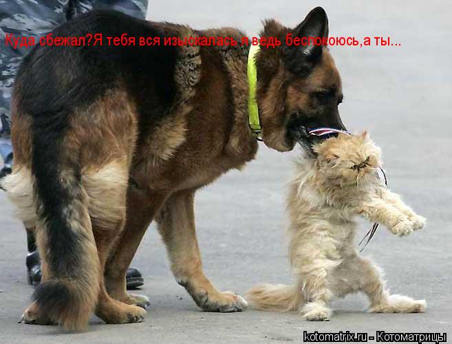 Куда сбежал?Я тебя вся изыскалась я ведь беспокоюсь,а ты...... Котоматрица: Куда сбежал?Я тебя вся изыскалась я ведь беспокоюсь,а ты...