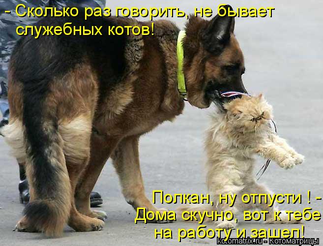 Котоматрица: - Сколько раз говорить, не бывает служебных котов! Дома скучно, вот к тебе  на работу и зашел!  Полкан, ну отпусти ! -