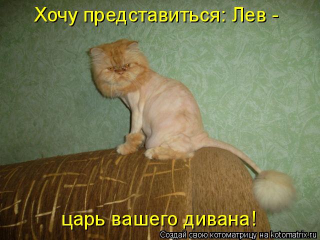 Котоматрица: царь вашего дивана! Хочу представиться: Лев -