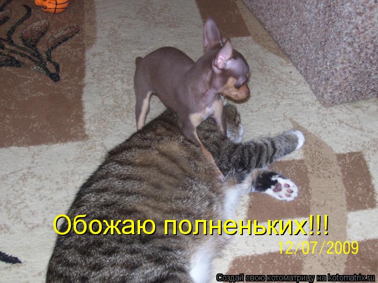 Котоматрица: Обожаю полненьких!!!