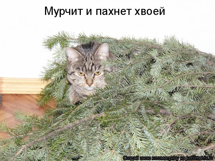 Котоматрица: Мурчит и пахнет хвоей