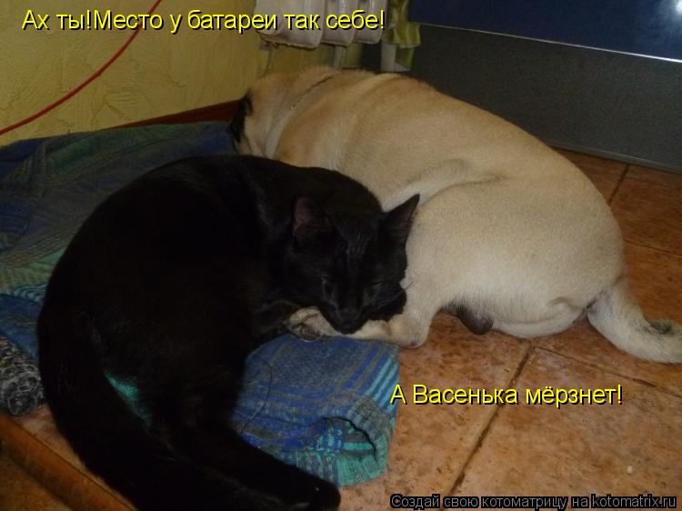 Котоматрица: А Васенька мёрзнет! Ах ты!Место у батареи так себе!