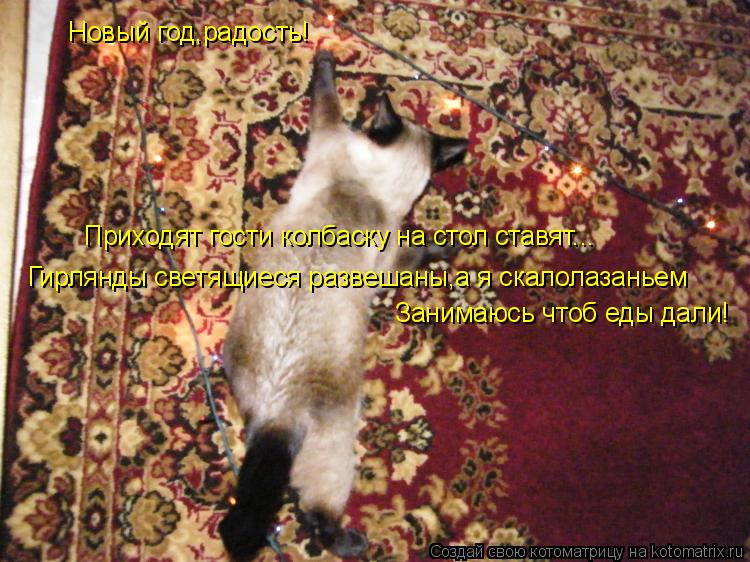 Котоматрица: Новый год,радость! Приходят гости колбаску на стол ставят... Гирлянды светящиеся развешаны,а я скалолазаньем  Занимаюсь чтоб еды дали!