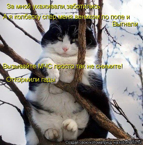 Котоматрица: За мной ухаживали,заботились. А я колбаску спёр,меня веником по попе и  Выгнали Вызывайте МЧС просто так не снимите! Откормили гады