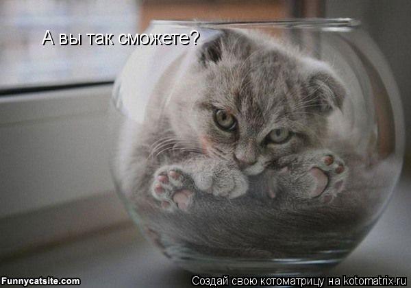 Котоматрица: А вы так сможете?