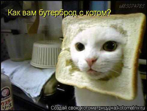 Котоматрица: Как вам бутерброд с котом?