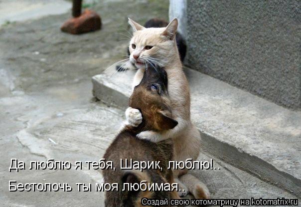 Котоматрица: Да люблю я тебя, Шарик, люблю!.. Бестолочь ты моя любимая..
