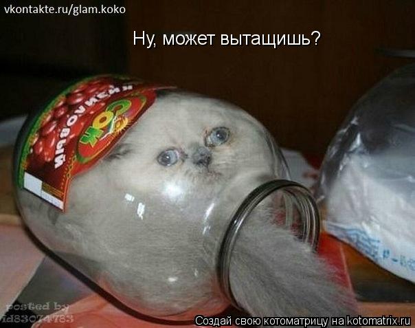 Котоматрица: Ну, может вытащишь?
