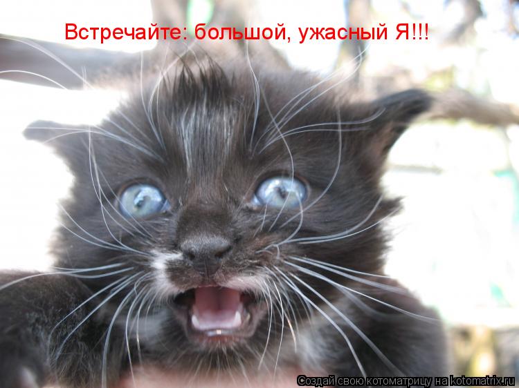 Котоматрица: Встречайте: большой, ужасный Я!!!