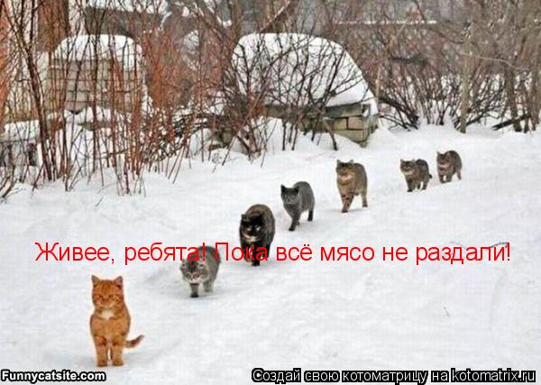 Котоматрица: Живее, ребята! Пока всё мясо не раздали!