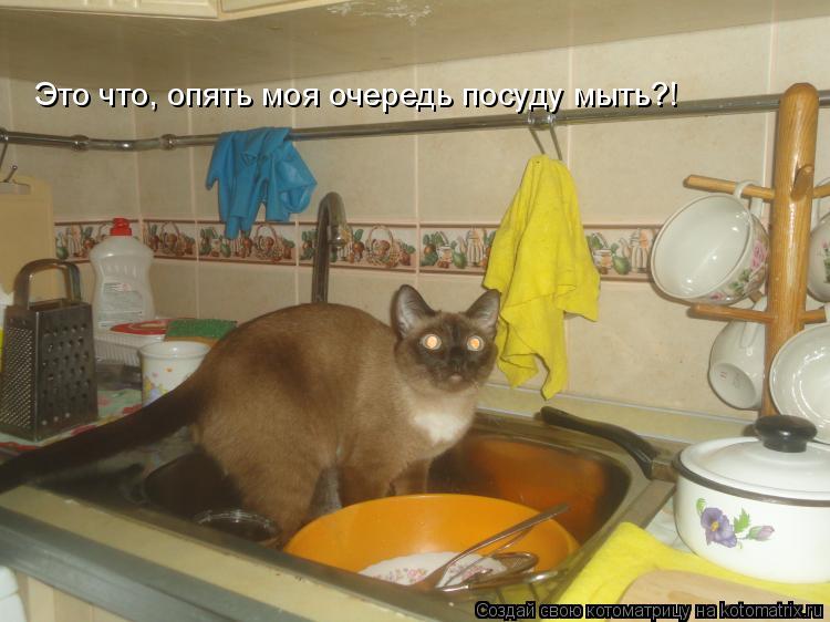 Котоматрица: Это что, опять моя очередь посуду мыть?!