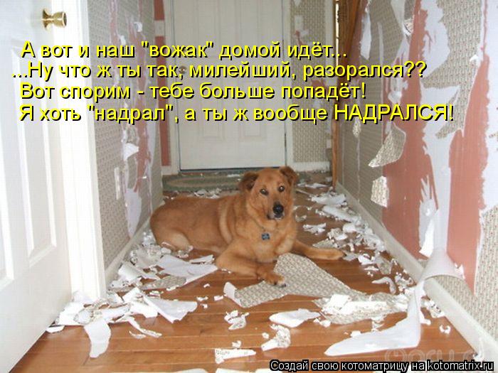 А вот и наш "вожак" домой идёт... ...Ну что ж ты так, милейший, разорался?? Вот спорим - тебе больше ... Котоматрица: А вот и наш "вожак" домой идёт... ...Ну что ж ты так, милейший, разорался?? Вот спорим - тебе больше попадёт! Я хоть "надрал", а ты ж вообще НАДРАЛСЯ!