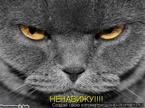Котоматрица: НЕНАВИЖУ!!!!