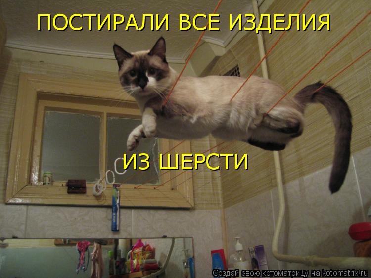 Котоматрица: ПОСТИРАЛИ ВСЕ ИЗДЕЛИЯ ИЗ ШЕРСТИ