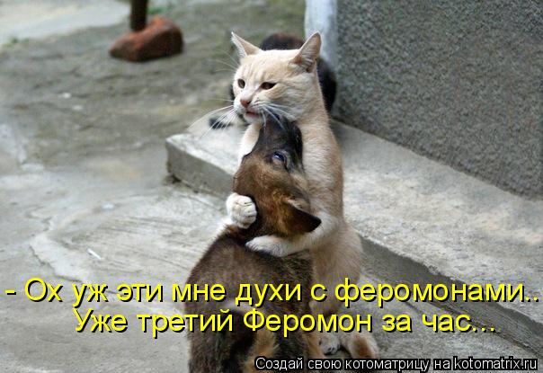 - Ох уж эти мне духи с феромонами... Уже третий Феромон за час...... Котоматрица: - Ох уж эти мне духи с феромонами... Уже третий Феромон за час...