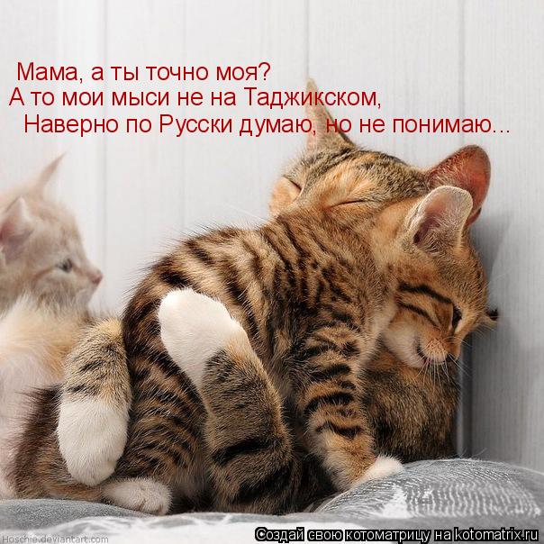 Котоматрица: Мама, а ты точно моя? А то мои мыси не на Таджикском, Наверно по Русски думаю, но не понимаю...