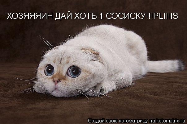 Котоматрица: ХОЗЯЯЯИН ДАЙ ХОТЬ 1 СОСИСКУ!!!PLIIIIS