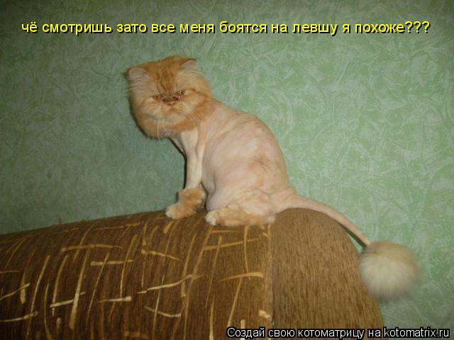 Котоматрица: чё смотришь зато все меня боятся на левшу я похоже???