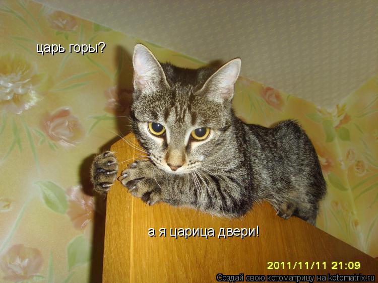 Котоматрица: царь горы? а я царица двери!