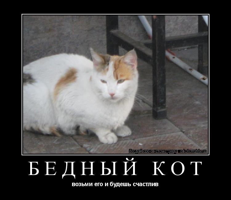 Бедный кот возьми его и будешь счастлив... Котоматрица: Бедный кот возьми его и будешь счастлив