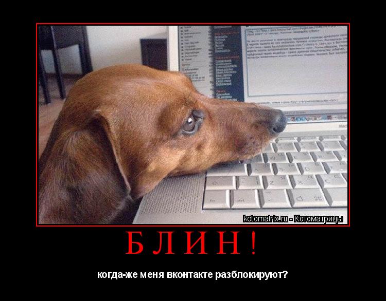 Котоматрица: блин! когда-же меня вконтакте разблокируют?
