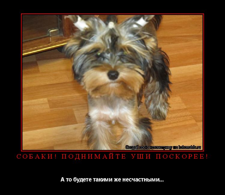 Собаки! Поднимайте уши поскорее! А то будете такими же несчастными...... Котоматрица: Собаки! Поднимайте уши поскорее! А то будете такими же несчастными...