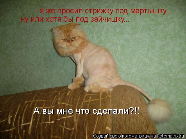 Котоматрица: я же просил стрижку под мартышку... ну или хотя бы под зайчишку...  А вы мне что сделали?!!