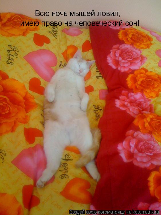Котоматрица: Всю ночь мышей ловил,  имею право на человеческий сон!