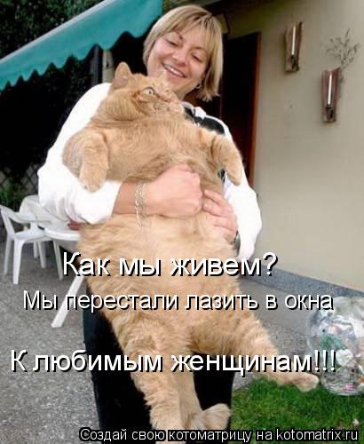 Котоматрица: Как мы живем? Мы перестали лазить в окна К любимым женщинам!!!