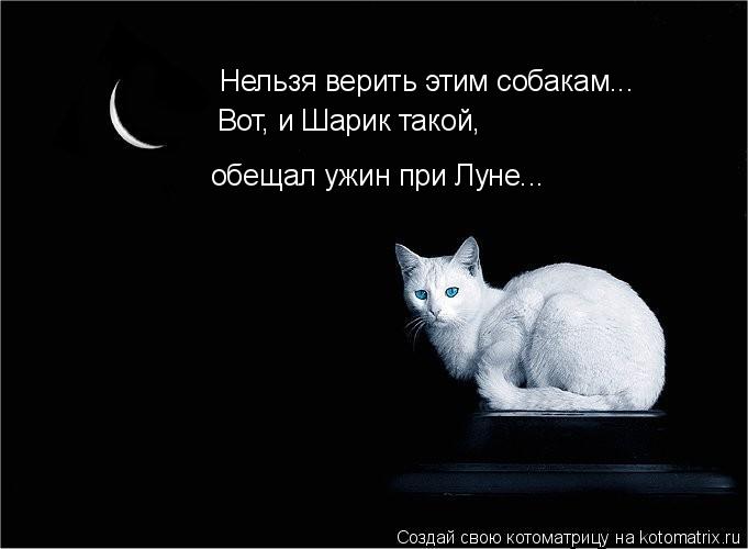 Котоматрица: Нельзя верить этим собакам... Вот, и Шарик такой, обещал ужин при Луне...