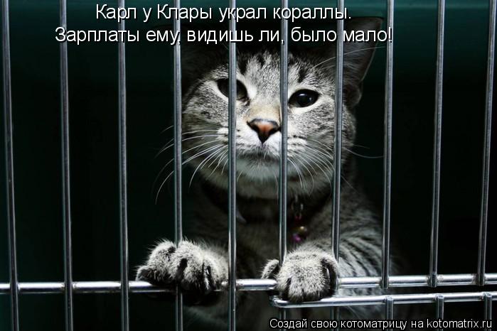 Котоматрица: Зарплаты ему, видишь ли, было мало! Карл у Клары украл кораллы.