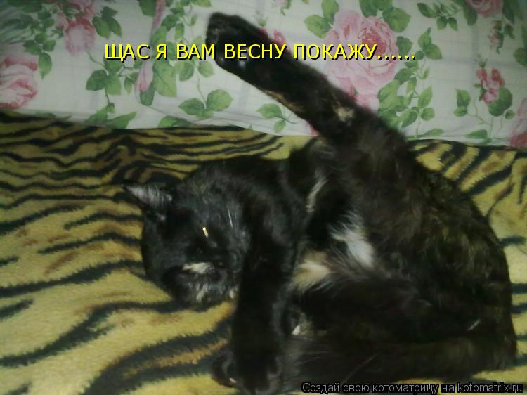 Котоматрица: ЩАС Я ВАМ ВЕСНУ ПОКАЖУ......