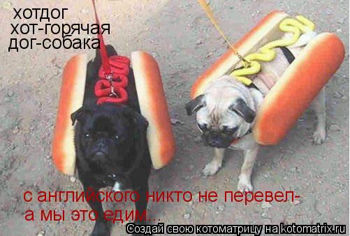 Котоматрица: хотдог хот-горячая дог-собака с английского никто не перевел- а мы это едим...