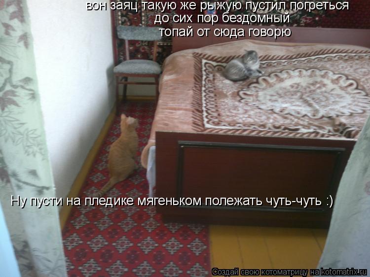 Котоматрица: Ну пусти на пледике мягеньком полежать чуть-чуть :) вон заяц такую же рыжую пустил погреться до сих пор бездомный топай от сюда говорю